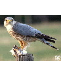 گونه ترمتای Merlin